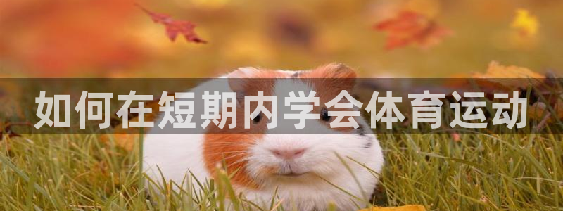 熊猫体育网址