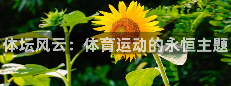 熊猫体育直播nba